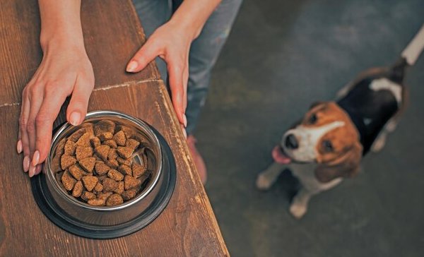 Cadet Dog Treats: A Comprehensive Guide to Premium Nutrition and Canine Happiness