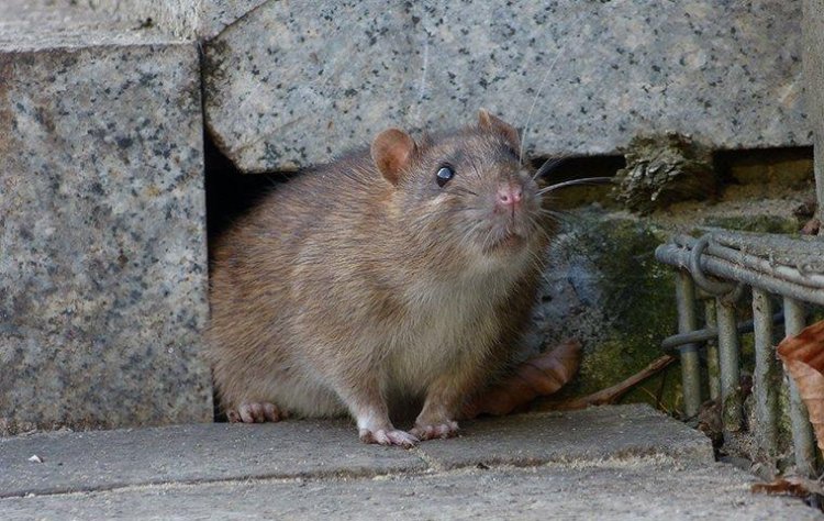 Why Timely Rat Removal Is Essential for Your Family’s Health